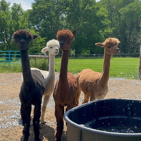 Alpaca Compost Tea, Soil Amendment, Plant food for indoor house plants - Picture 9 of 9